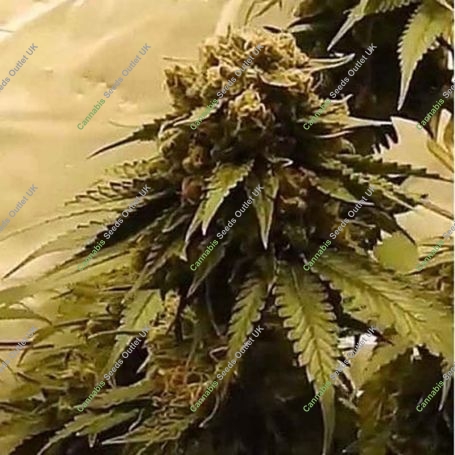 Gorilla OG Feminized Marijuana Strain by Dr Underground For Sale Online at Cannabis Seeds Outlet