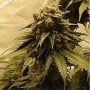 Gorilla OG Feminized Marijuana Strain by Dr Underground For Sale Online at Cannabis Seeds Outlet