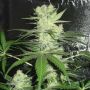King Kong Female Dr. Underground Cannabis Seeds
