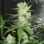 King Kong Feminized Marijuana Strain by Dr Underground For Sale Online at Cannabis Seeds Outlet