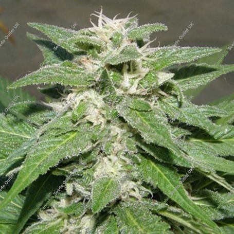 Kong 47 Feminized Marijuana Strain by Dr Underground For Sale Online at Cannabis Seeds Outlet