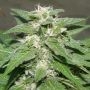 Kong 47 Feminized Marijuana Strain by Dr Underground For Sale Online at Cannabis Seeds Outlet