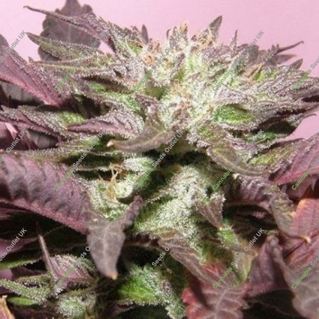 Melon Gum Feminized Marijuana Strain by Dr Underground For Sale Online at Cannabis Seeds Outlet