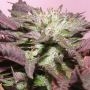 Melon Gum Feminized Marijuana Strain by Dr Underground For Sale Online at Cannabis Seeds Outlet
