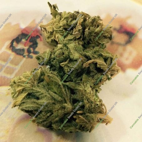 Original Tahoe S1 Feminized Marijuana Strain by Dr Underground For Sale Online at Cannabis Seeds Outlet