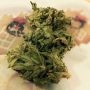 Original Tahoe S1 Feminized Marijuana Strain by Dr Underground For Sale Online at Cannabis Seeds Outlet