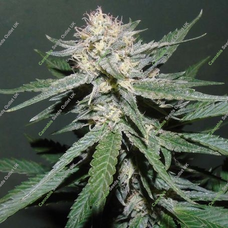 Painkiller Feminized Marijuana Strain by Dr Underground For Sale Online at Cannabis Seeds Outlet
