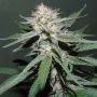 Painkiller Feminized Marijuana Strain by Dr Underground For Sale Online at Cannabis Seeds Outlet