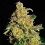 Soul Star Feminized Marijuana Strain by Dr Underground For Sale Online at Cannabis Seeds Outlet