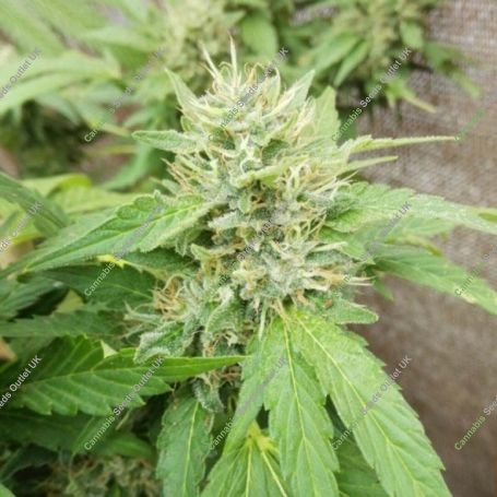 Sour Petroleum Feminized Marijuana Strain by Dr Underground For Sale Online at Cannabis Seeds Outlet