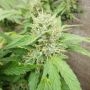 Sour Petroleum Feminized Marijuana Strain by Dr Underground For Sale Online at Cannabis Seeds Outlet