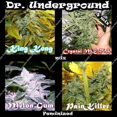 Surprise Killer Mix Feminized Marijuana Strain by Dr Underground For Sale Online at Cannabis Seeds Outlet