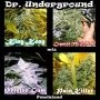 Surprise Killer Mix Feminized Marijuana Strain by Dr Underground For Sale Online at Cannabis Seeds Outlet