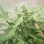 Sweet-O Female Dr. Underground Cannabis Seeds