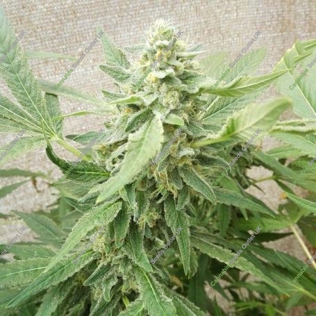 Sweet-O Feminized Marijuana Strain by Dr Underground For Sale Online at Cannabis Seeds Outlet