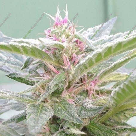 U. Pink Kush Feminized Marijuana Strain by Dr Underground For Sale Online at Cannabis Seeds Outlet