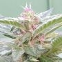 U. Pink Kush Feminized Marijuana Strain by Dr Underground For Sale Online at Cannabis Seeds Outlet