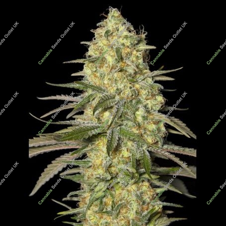 Black Dream Feminized Marijuana Strain by Eva Female Seeds For Sale Online at Cannabis Seeds Outlet