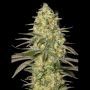 Black Dream Feminized Marijuana Strain by Eva Female Seeds For Sale Online at Cannabis Seeds Outlet