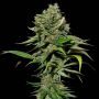 Excalibur Female Eva Cannabis Weed Seeds