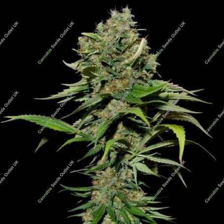 Excalibur Feminized Marijuana Strain by Eva Female Seeds For Sale Online at Cannabis Seeds Outlet