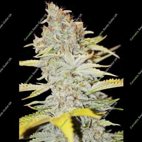 Furious Candy Feminized Marijuana Strain by Eva Female Seeds For Sale Online at Cannabis Seeds Outlet