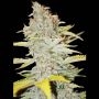 Furious Candy Feminized Marijuana Strain by Eva Female Seeds For Sale Online at Cannabis Seeds Outlet