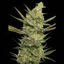 Gipsy Haze Female Eva Cannabis Weed Seeds