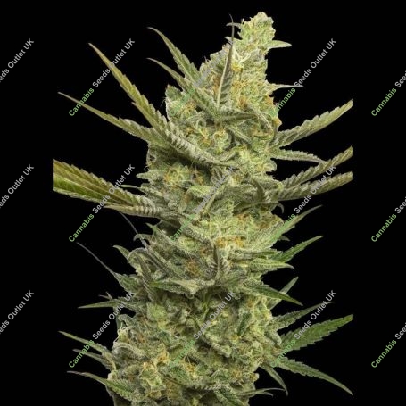 Gipsy Haze Feminized Marijuana Strain by Eva Female Seeds For Sale Online at Cannabis Seeds Outlet
