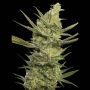 Gipsy Haze Feminized Marijuana Strain by Eva Female Seeds For Sale Online at Cannabis Seeds Outlet