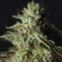 Gorilla Candy Female Eva Cannabis Weed Seeds