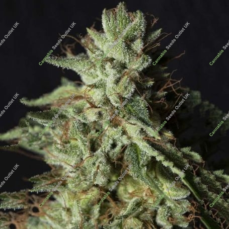 Gorilla Candy Feminized Marijuana Strain by Eva Female Seeds For Sale Online at Cannabis Seeds Outlet