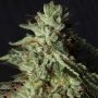 Gorilla Candy Feminized Marijuana Strain by Eva Female Seeds For Sale Online at Cannabis Seeds Outlet