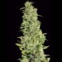 High Level Female Eva Cannabis Weed Seeds