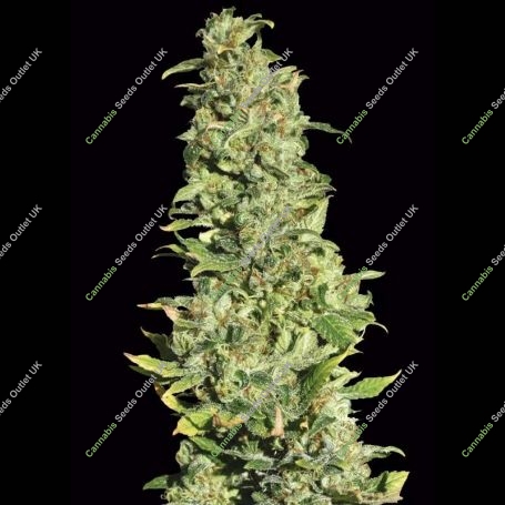 High Level Feminized Marijuana Strain by Eva Female Seeds For Sale Online at Cannabis Seeds Outlet