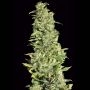 High Level Feminized Marijuana Strain by Eva Female Seeds For Sale Online at Cannabis Seeds Outlet