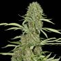 Jamaican Dream Fem Eva Cannabis Weed Seeds
