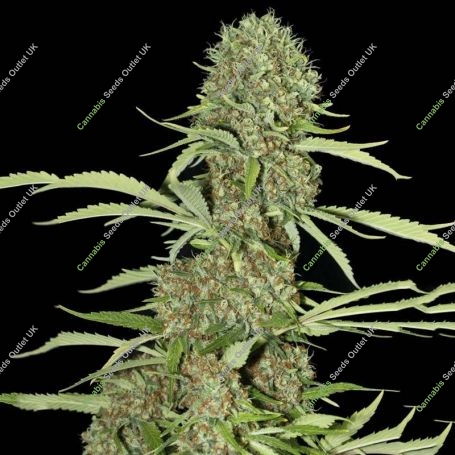 Jamaican Dream Feminized Marijuana Strain by Eva Female Seeds For Sale Online at Cannabis Seeds Outlet