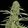 Jamaican Dream Feminized Marijuana Strain by Eva Female Seeds For Sale Online at Cannabis Seeds Outlet