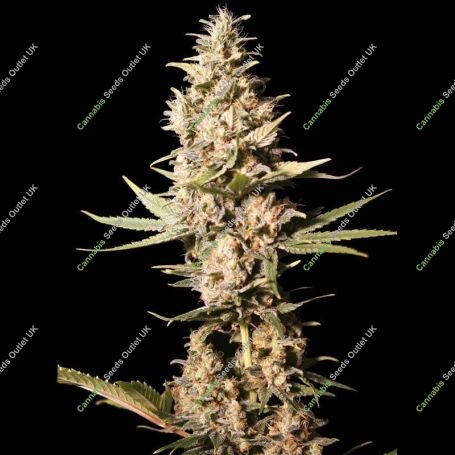 Missing Feminized Marijuana Strain by Eva Female Seeds For Sale Online at Cannabis Seeds Outlet