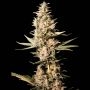 Missing Feminized Marijuana Strain by Eva Female Seeds For Sale Online at Cannabis Seeds Outlet