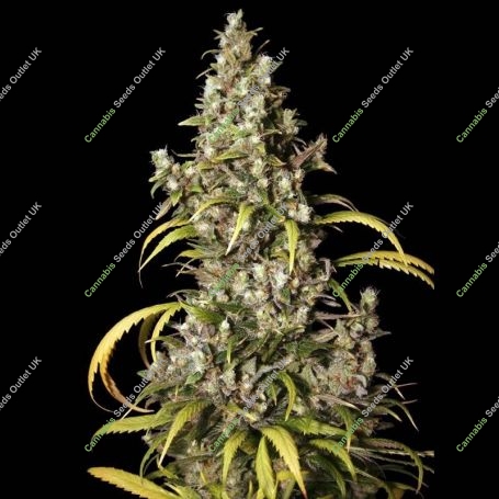 Monster Feminized Marijuana Strain by Eva Female Seeds For Sale Online at Cannabis Seeds Outlet