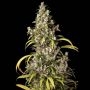 Monster Feminized Marijuana Strain by Eva Female Seeds For Sale Online at Cannabis Seeds Outlet