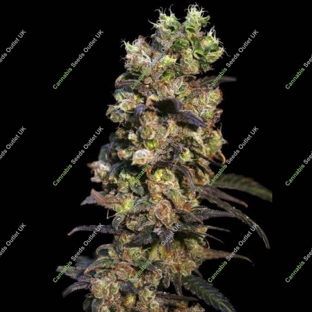 Pink Plant Feminized Marijuana Strain by Eva Female Seeds For Sale Online at Cannabis Seeds Outlet