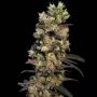 Pink Plant Feminized Marijuana Strain by Eva Female Seeds For Sale Online at Cannabis Seeds Outlet