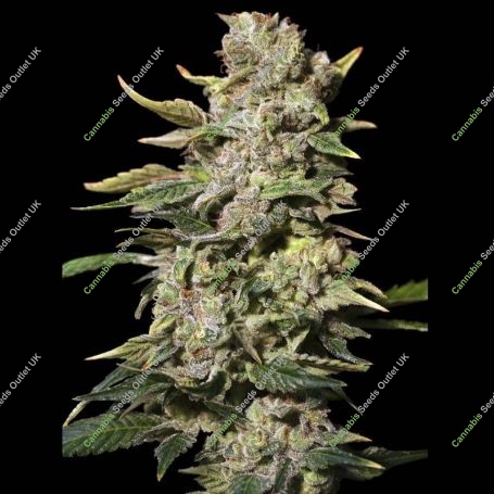 TNT Kush Feminized Marijuana Strain by Eva Female Seeds For Sale Online at Cannabis Seeds Outlet
