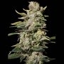 TNT Kush CBD Feminized Marijuana Strain by Eva Female Seeds For Sale Online at Cannabis Seeds Outlet