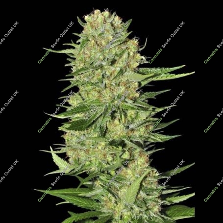 Veneno Feminized Marijuana Strain by Eva Female Seeds For Sale Online at Cannabis Seeds Outlet
