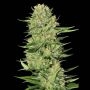 Veneno Feminized Marijuana Strain by Eva Female Seeds For Sale Online at Cannabis Seeds Outlet