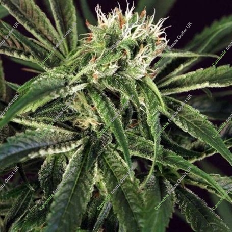 Amnesia No.7 Feminized Marijuana Strain by Exotic Seeds For Sale Online at Cannabis Seeds Outlet